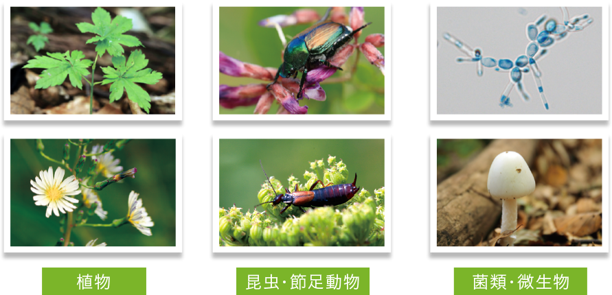山岳生物多様性学
