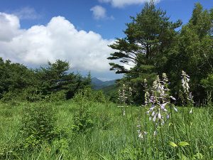 峰の原 花の写真フォトコンテスト