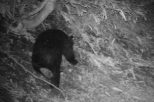 センサーカメラで撮影された動物たち