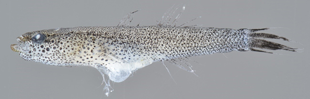 写真1：三重県で採集されたオカメハゼ Eleotris melanosoma、瀬能 宏撮影（KPM-NR 200008）