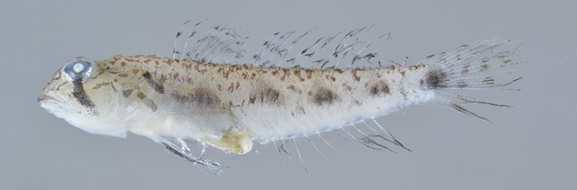 写真2：三重県で採集されたクチサケハゼ Oligolepis stomias、瀬能 宏撮影（KPM-NR 200009）