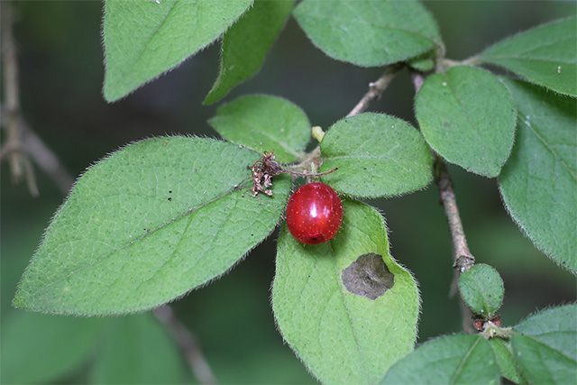 ミヤマウグイスカグラ。赤い果実が目立ちます。果実にも葉にも毛がたくさんはえています